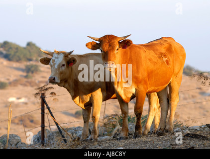Israël Néguev Lakis region free roaming le pâturage du bétail dans les champs Banque D'Images