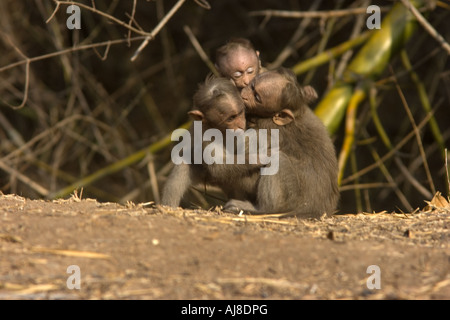 Deux mineurs Bonnet macaque à jouer Banque D'Images