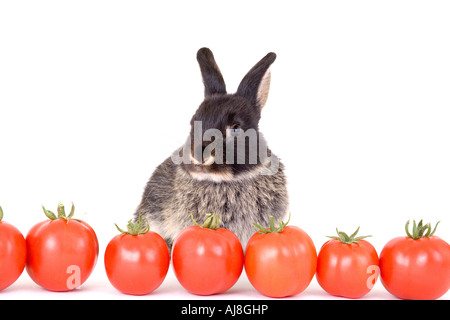 Lapin noir et des tomates Banque D'Images