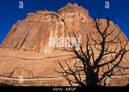 Arches National Park Utah USA demeure de noueux dead tree juniper en silhouette à la base du palais de grès rouge Towers Banque D'Images