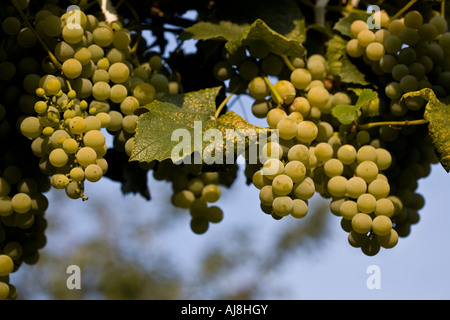 Grappes de raisins verts mûrissent sur la vigne Banque D'Images