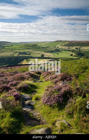 Eyam Moor heather vers basse Abney, Peak District National Park, Royaume-Uni Banque D'Images