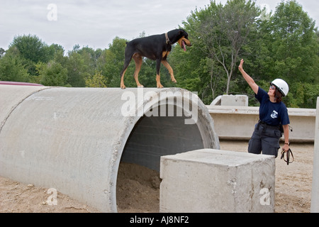 La formation des chiens de travail de sauvetage d'urgence Banque D'Images