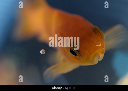 Goldfish ouvrant sa bouche pour attraper sa nourriture Banque D'Images