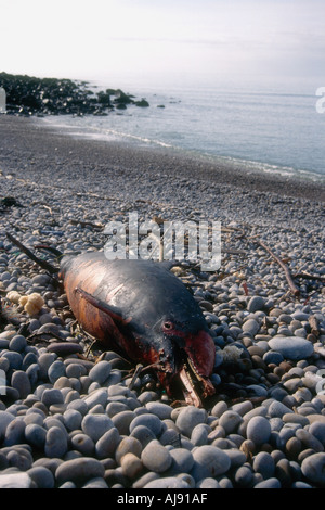 Un Dauphin Dauphin commun émaciés probablement à Chesil Beach Portland Dorset Angleterre Banque D'Images