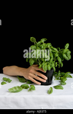 En appui sur le bras et table basilic holding plant Banque D'Images