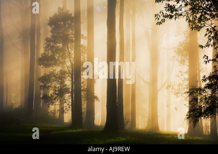 Du soleil à travers le brouillard du matin, Dandenong Ranges, Victoria, Australie Banque D'Images