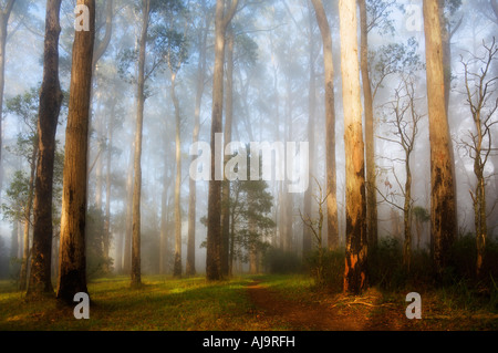 Du soleil à travers le brouillard du matin, Dandenong Ranges, Victoria, Australie Banque D'Images