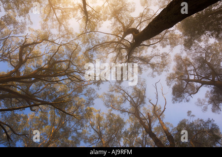 Du soleil à travers le brouillard du matin, Dandenong Ranges, Victoria, Australie Banque D'Images