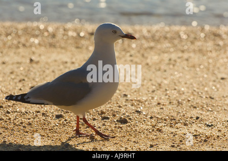 Mouette Banque D'Images