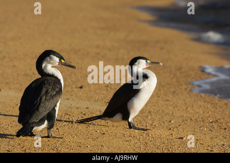 Cormorans Banque D'Images