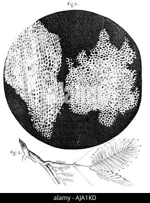 Les observations de l'Hooke structure cellulaire de liège et un brin de plante Sensitive, 1665. Artiste : Inconnu Banque D'Images