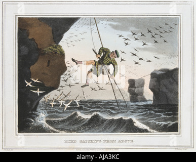 La capture d'oiseaux "d'en haut', Shetland, 1813. Artiste : Inconnu Banque D'Images