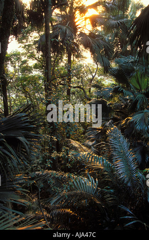 La forêt tropicale du Parc national de Khao Sok, Thaïlande Banque D'Images