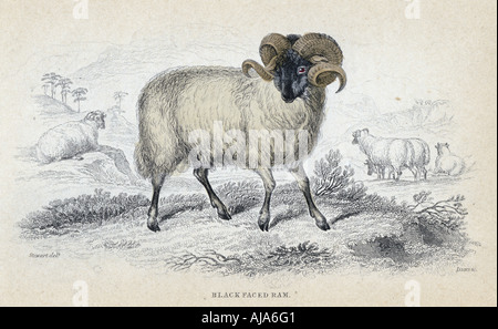 'Black face Ram', milieu du 19ème siècle. Artiste : William Home Lizars Banque D'Images