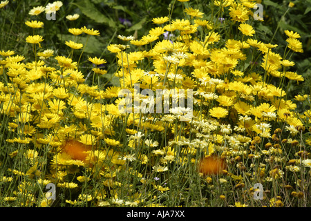 Fleurs d’été Banque D'Images