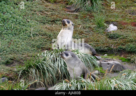 Les jeunes otaries dans l'herbe à Peggity Bluff South Georgia Island Banque D'Images