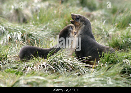 Appel jeunes otaries sur les îles Falkland Island carcasse fur seals Arctocephalus australis, l'Antarctique Banque D'Images