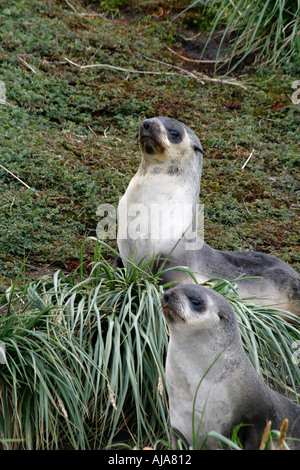 L'île de la carcasse de l'Antarctique sous Falkland Islands océan Atlantique sud Banque D'Images