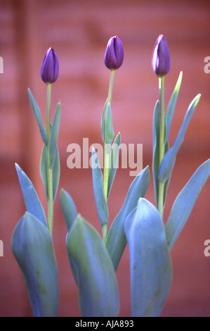 Trois tulipes de la reine de la nuit dans une rangée Banque D'Images