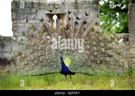 Une affiche son paon plumes au château de Warwick au Royaume-Uni. Banque D'Images