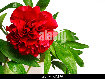 La pivoine (Paeonia rouge, nom latin vivaces) isolé sur fond blanc Banque D'Images