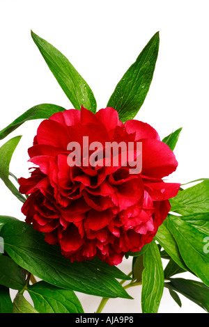 La pivoine (Paeonia rouge, nom latin vivaces) isolé sur fond blanc Banque D'Images