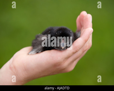 Childs hand holding petit poulet noir de quelques jours avec un fond vert Banque D'Images