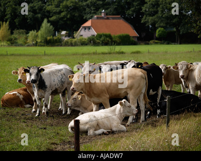 Les vaches dans le champ d'herbe avec ferme dans l'arrière-plan aux Pays-Bas Gelderland Ruurlo Banque D'Images