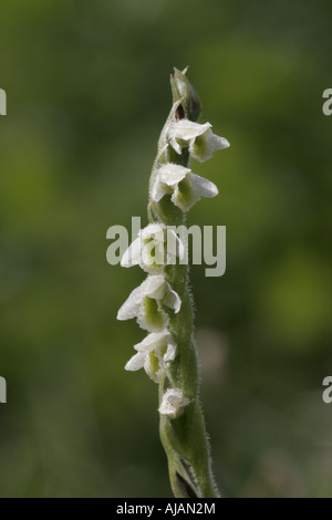 Fleur d'automne Lady's-Tresses, spiranthes spiralis Banque D'Images