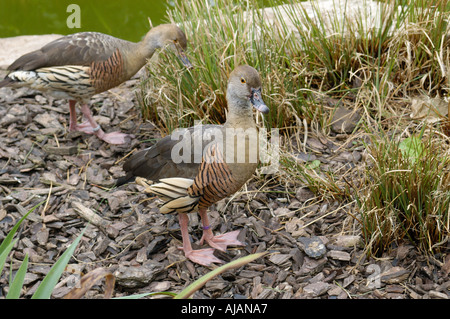 EYTONS TREE DUCK Banque D'Images