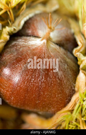 Châtaignes (Castanea sativa ) dans leur coquille Banque D'Images