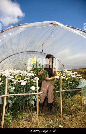 Portrait of Asian Woman picking fleurs chrysanthème, fleurs, & les cultures qui poussent en serre de polyéthylène polytunnels, Chiang Mai dans le Nord de la Thaïlande, Asie Banque D'Images