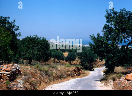 Crète Grèce district rural avec des plantations d'oliviers Banque D'Images