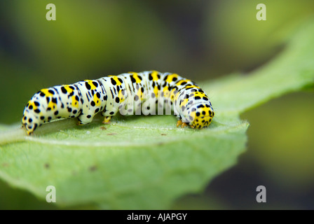 Une espèce de Molène Molène Caterpillar sur une feuille d'usine montrant clairement le bord des feuilles dentelées qui a été mangée Banque D'Images