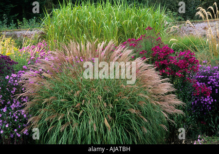 Asters en octobre border Miscanthus sinensis 'Adagio' herbes herbe Aster Banque D'Images