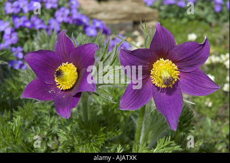 Cultivée, Pulsatilla vulgaris Anémone pulsatille Banque D'Images