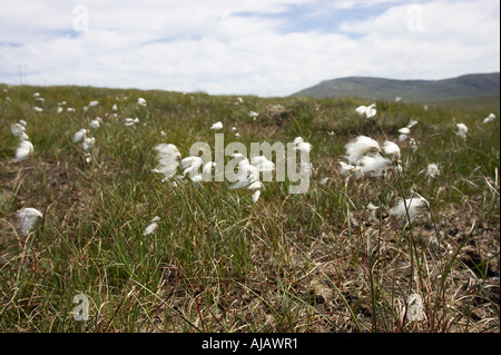 Eriophorum angustifolium linaigrette commune vaginatum culture du coton en tourbière tourbière Banque D'Images
