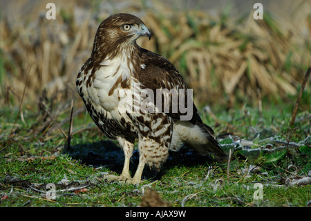 Buse à queue rousse (Buteo jamaicensis) Banque D'Images