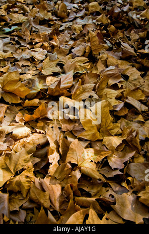 Les feuilles tombées en automne Banque D'Images