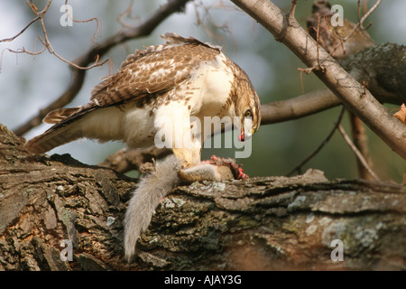 Buse à queue rousse (Buteo jamaicensis), chasse, se nourrissant de squirrel Banque D'Images