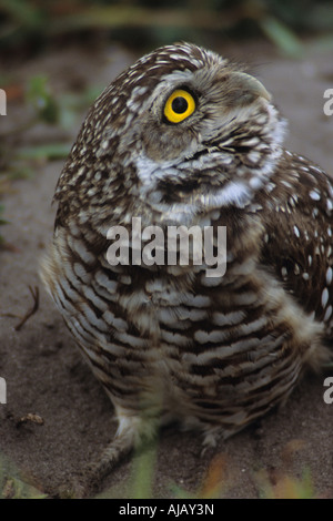 Chevêche des terriers (Athene cunicularia) Banque D'Images