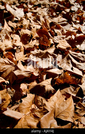 Les feuilles tombées en automne Banque D'Images