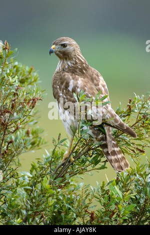 La Buse à épaulettes (Buteo lineatus) Banque D'Images