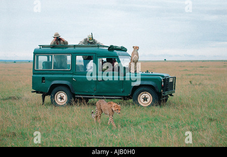 Guépard femelle sauvage se trouve sur le capot ou le capot d'un Landrover Masai Mara National Reserve Kenya Afrique de l'Est Banque D'Images