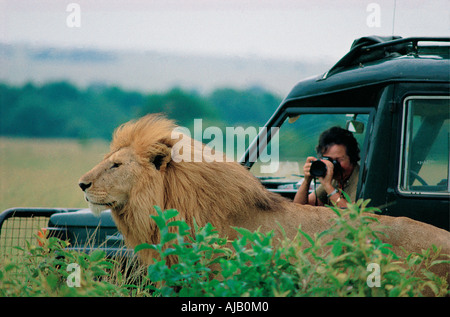 Photographier dame lion mâle mature à travers la fenêtre ouverte d'un Landrover à Parc National du Serengeti Tanzanie Afrique de l'Est Banque D'Images