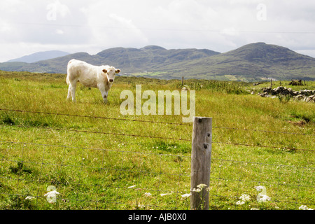 Une vache paissant sur l'île d'Inishowen, Doagh, Donegal, Irlande. Banque D'Images