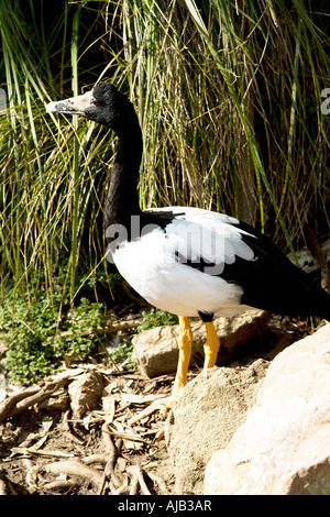 Pied/semipalamata- Anseranas Goose Magpie Banque D'Images