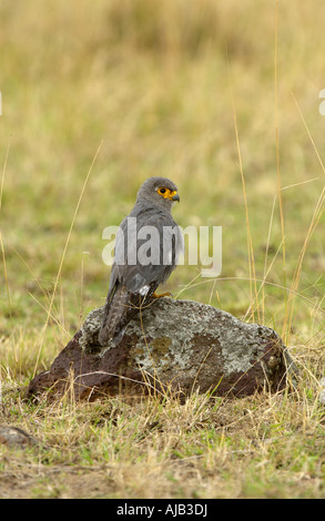 Kestrel Falco ardosiaceus gris perché sur la roche sur le sol Masaii Mara Kenya Banque D'Images