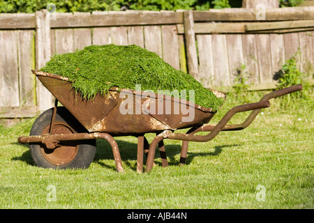 Brouette pleine de tas de tontes d'herbe verte prête pour le compostage Banque D'Images